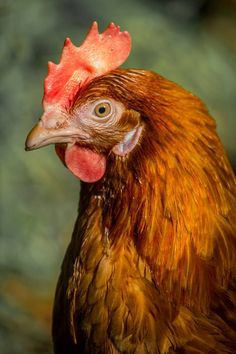 a close up of a rooster with a red comb and orange feathers, looking at the camera