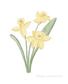 three yellow daffodils with green leaves on a white background, watercolor