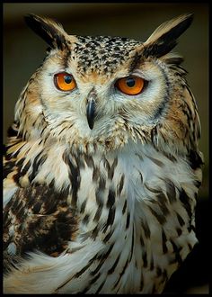 an owl with orange eyes is looking at the camera