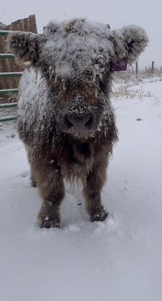 a furry cow standing in the snow near a fence and wooden post with it's ears up