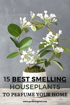 a potted plant sitting on top of a wooden table with the words 15 best smelling houseplants to perfume your home