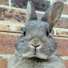 a close up of a gray rabbit near a brick wall and looking at the camera