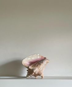 a shell is sitting on a shelf against a white wall and the bottom half has a pink conch in it