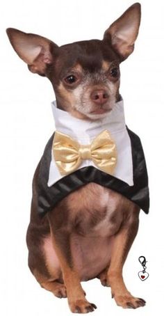 a small dog wearing a tuxedo with a bow tie on it's neck