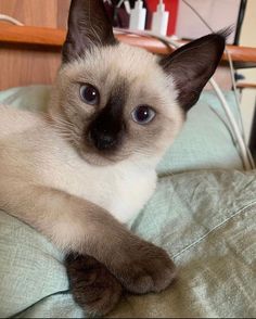 a siamese cat laying on top of a bed