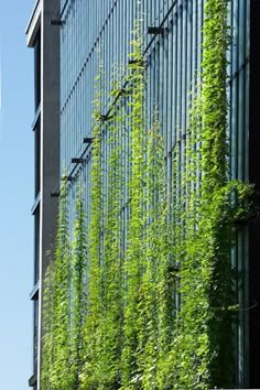 green plants growing on the side of a building