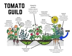 a diagram showing the parts of a tomato plant and how to grow them in it