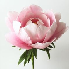 a pink flower with green leaves in a vase