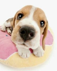 a puppy is laying on top of a pink and yellow donut pillow with the number 3