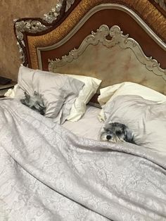 two small dogs are sleeping under the covers on an old fashioned bed with white linens