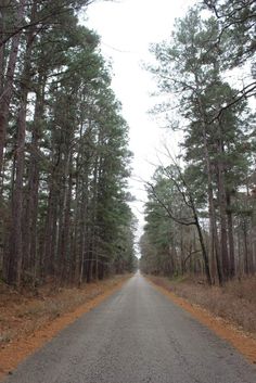 an empty road surrounded by tall trees