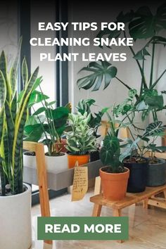 Several potted indoor plants, including a snake plant, near a window with text tips for cleaning leaves. Clean Plant Leaves, Propagate Snake Plant, Vertical Garden Pots, Lush Aesthetic, Vertical Container Gardening, Snake Plant Care, Balcony Gardening, Jade Plant, Snake Plants