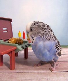 a blue and white parakeet eating food out of a plastic tray next to a toy table