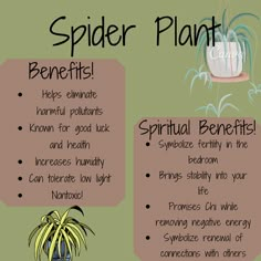 an info sheet describing the benefits of spider plants