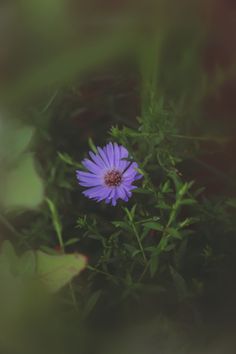 a small purple flower sitting on top of a lush green field