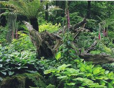 a lush green forest filled with lots of trees and plants