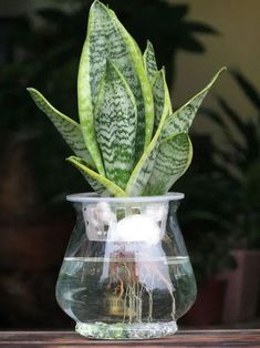 a potted plant sitting on top of a wooden table next to a glass vase filled with water