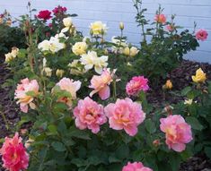 pink and yellow flowers in front of a white brick wall