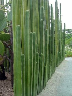 black and white photograph of a fence with cactuses