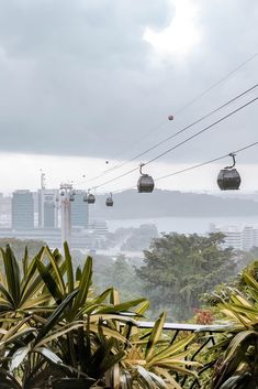 the gondola lifts are above the trees and buildings