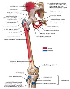 the bones and their major structures