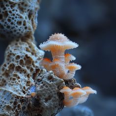 some orange and white mushrooms growing out of the rocks