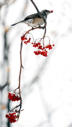 a small bird sitting on top of a red berry tree branch