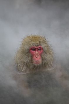 a monkey with red eyes sitting in the fog