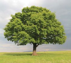 a large green tree sitting in the middle of a field