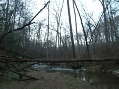 a fallen tree laying on top of a river