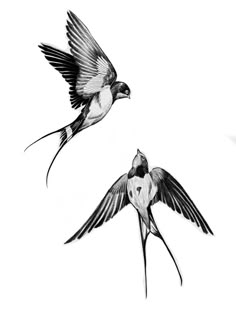 two birds flying side by side in the air