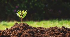 a young plant sprouts from the ground