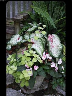 a potted plant with pink and white flowers