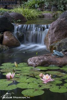 two water lilies are in the middle of a pond with rocks and lily pads