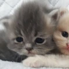 two kittens cuddle together on a white blanket