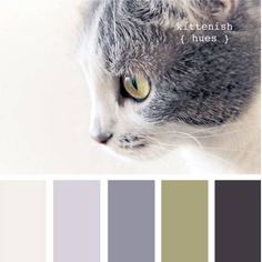 a gray and white cat with yellow eyes looking at something in the distance that is color swatches