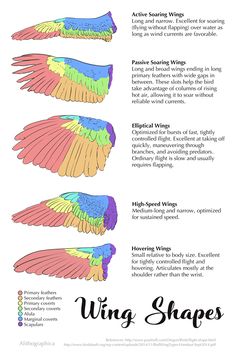 the wing shapes for different types of wings are shown in this diagram, which shows how they