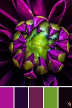 a purple flower with green center surrounded by color swatches and text that reads,'z is for z '