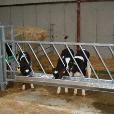 three black and white cows are eating from a trough in a barn with metal bars