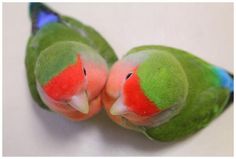 two green and red birds sitting next to each other on top of a white surface