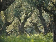 an area with many trees that are very tall and have green grass on the ground