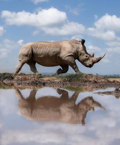 a rhino is walking across the water with its reflection in it's glassy surface