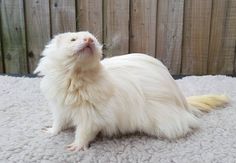 a white ferret sitting on top of a blanket