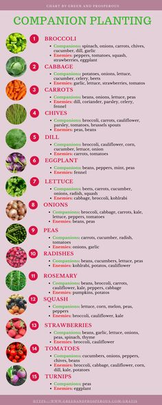 an info sheet with different types of vegetables and their names in red, green, white and