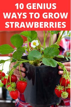 strawberries growing in a pot with text overlay reading 10 genius ways to grow strawberries