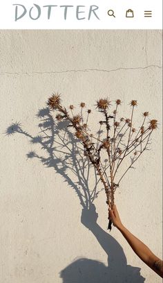 the shadow of a person holding a plant in front of a white wall