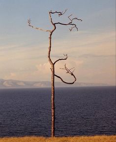 a lone tree stands in front of the ocean