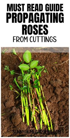 some green plants growing out of the ground with text that reads must read guide propagating roses from cuttings