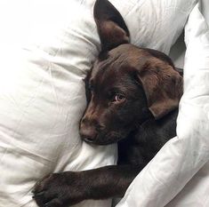 a brown dog laying on top of a white pillow