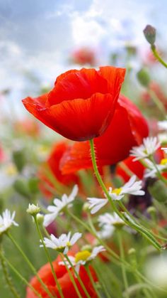 a field full of red and white flowers with blue sky in the backround